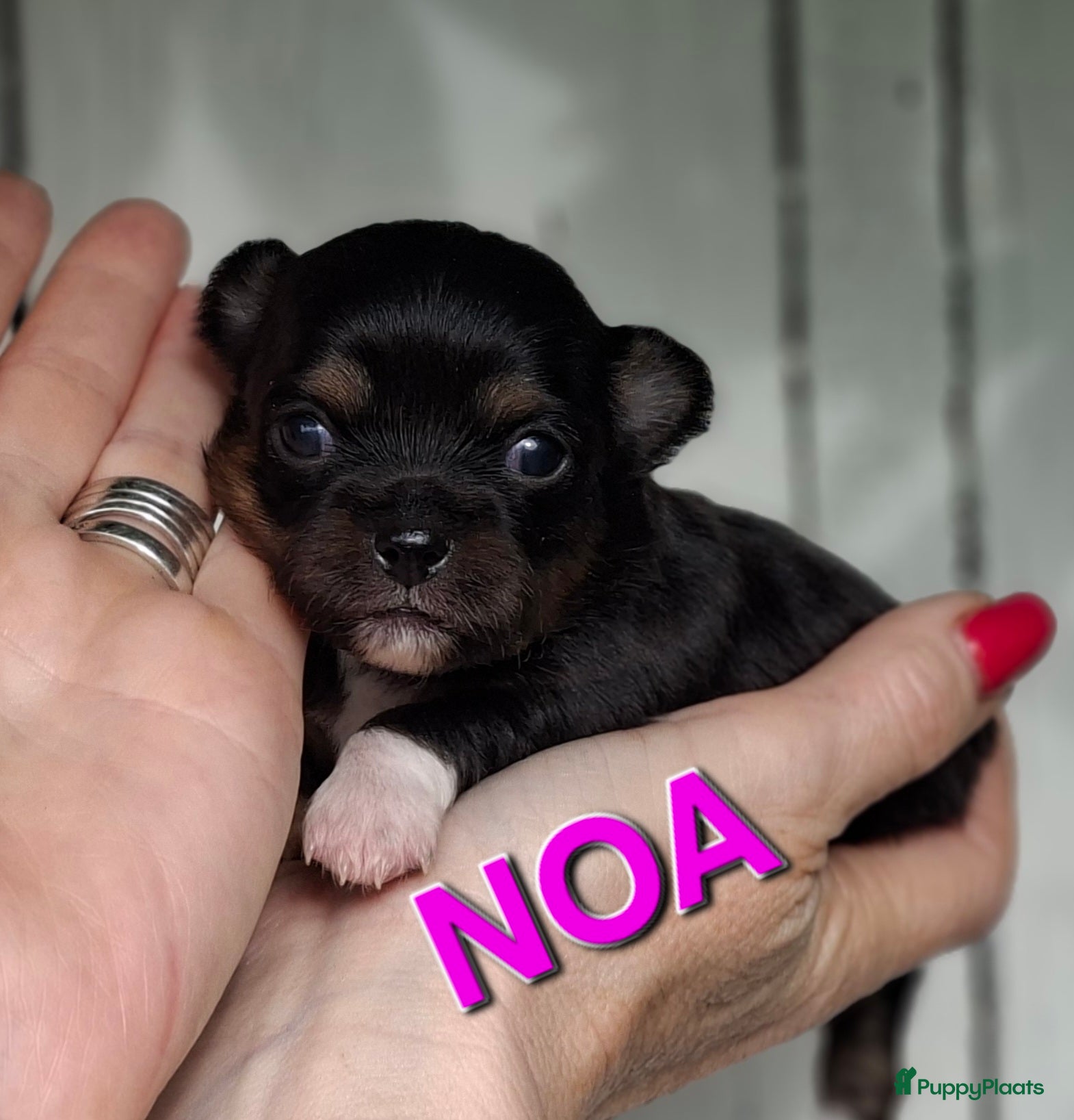 Chihuahua honden Mooie chihuahua pups - Advertentie 1