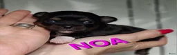 Chihuahua honden te koop: Mooie chihuahua pups - Advertentie 1