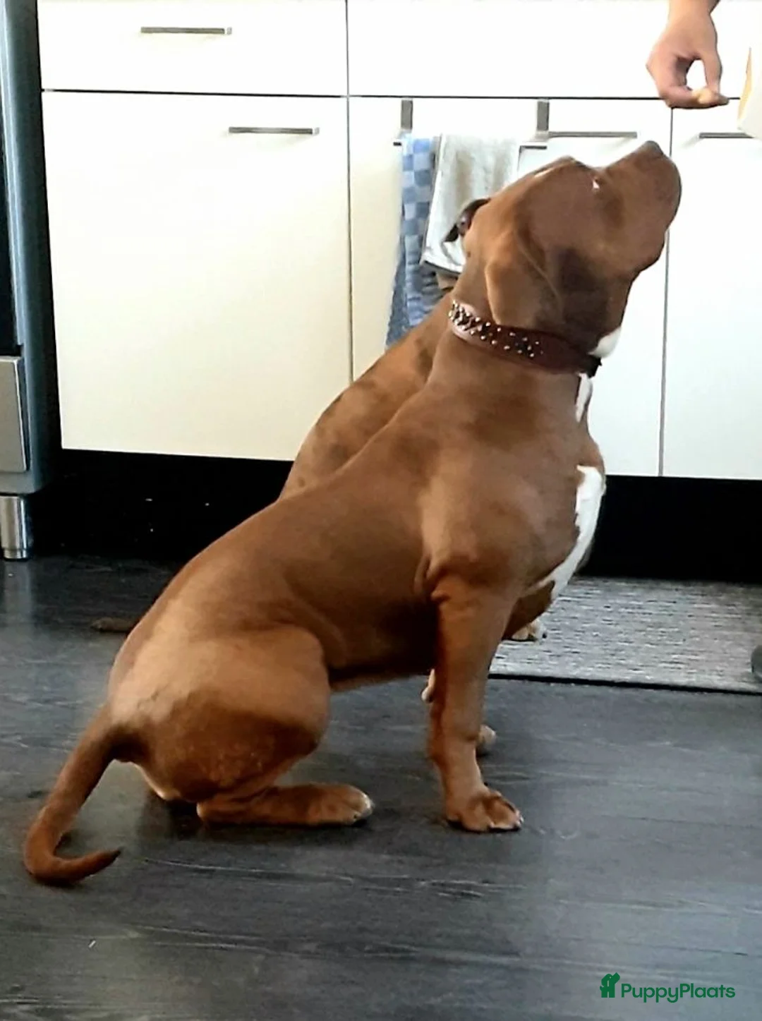 Amerikaanse Bully honden te koop: Bully xl  in Groningen - Advertentie 1