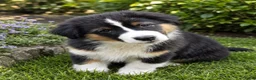 Australian Shepherd honden te koop: Prachtige Australian Shepherd pups - Advertentie 2