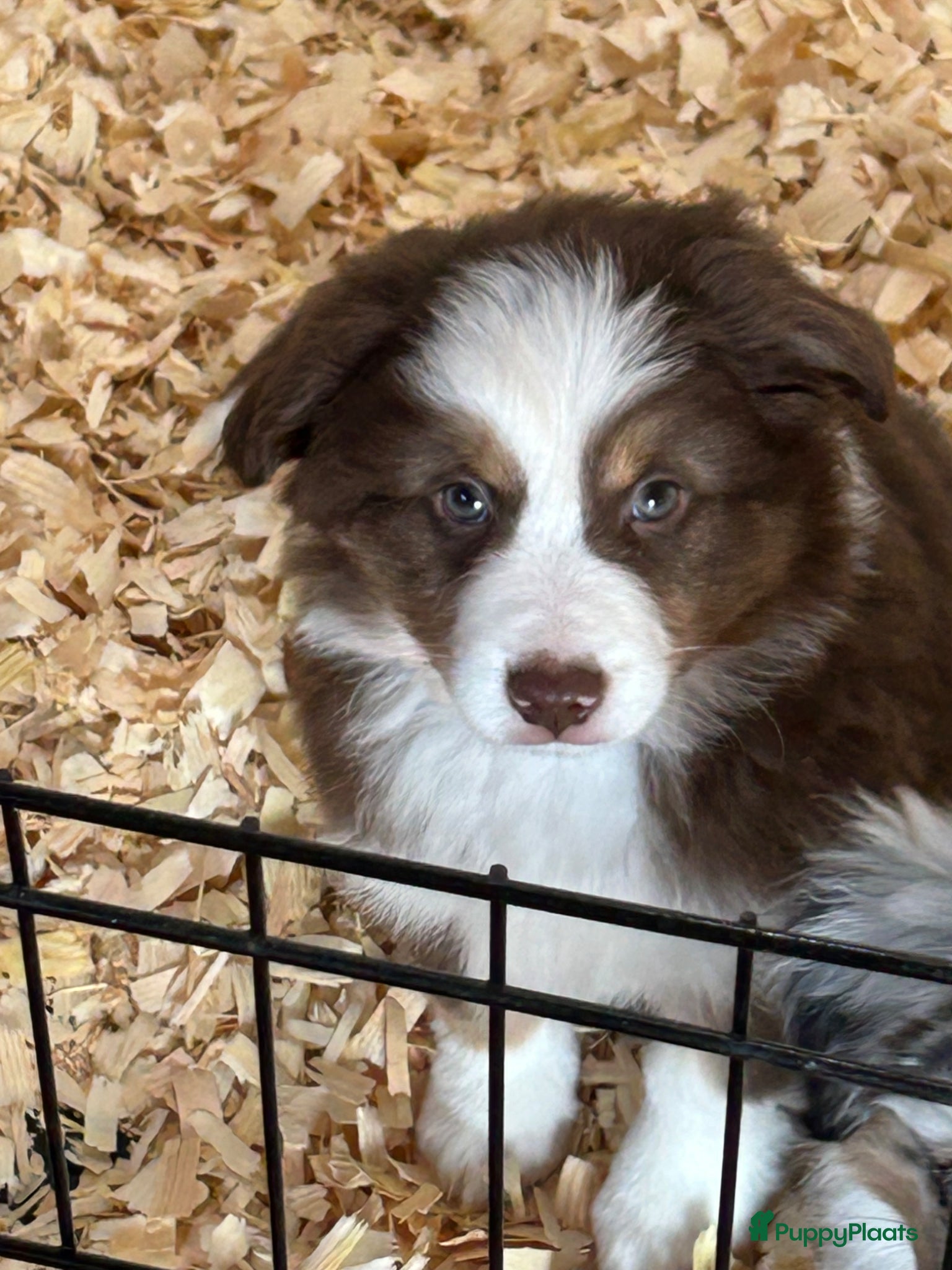Australian Shepherd honden Miniature American shepherd reu - Advertentie 10