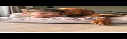 Vizsla korthaar honden te koop: Kortharige Hongaarse Vizsla-pups - Advertentie 16