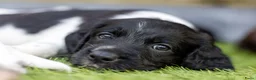 Kruising honden te koop: Geweldig nestje Heidewachtel x Friese stabij pups - Advertentie 5