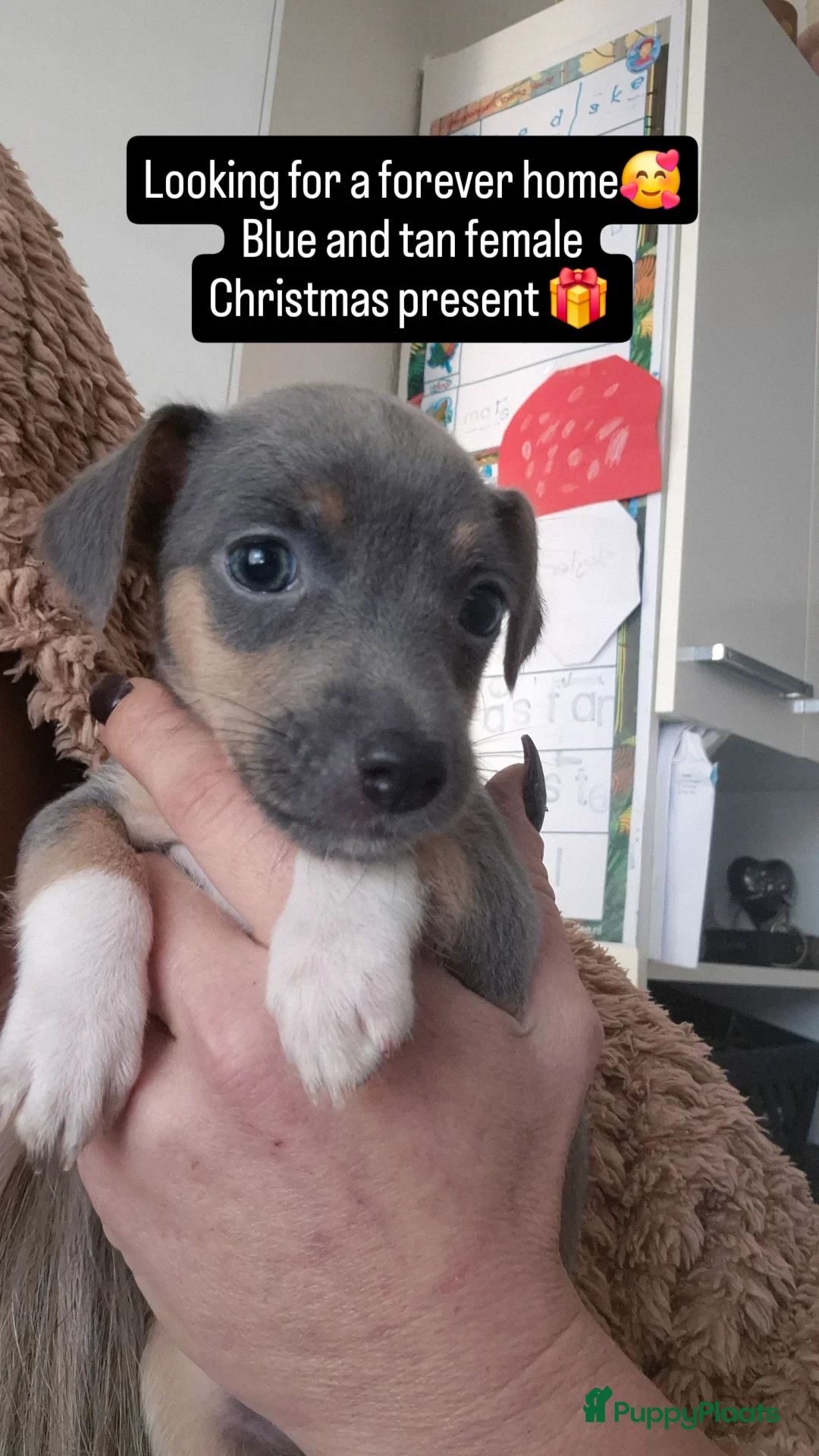 Jack Russel Terriër honden te koop: Laag being kort harige mini jackrussel pups - Advertentie 4