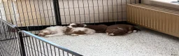 Australian Shepherd honden te koop: Aussie herder pups en huiselijke sfeer opgegroeid - Advertentie 14
