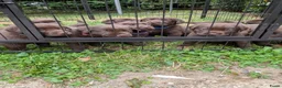 Labrador Retriever honden te koop: Prachtige super sociale labrador pups  - Advertentie 10