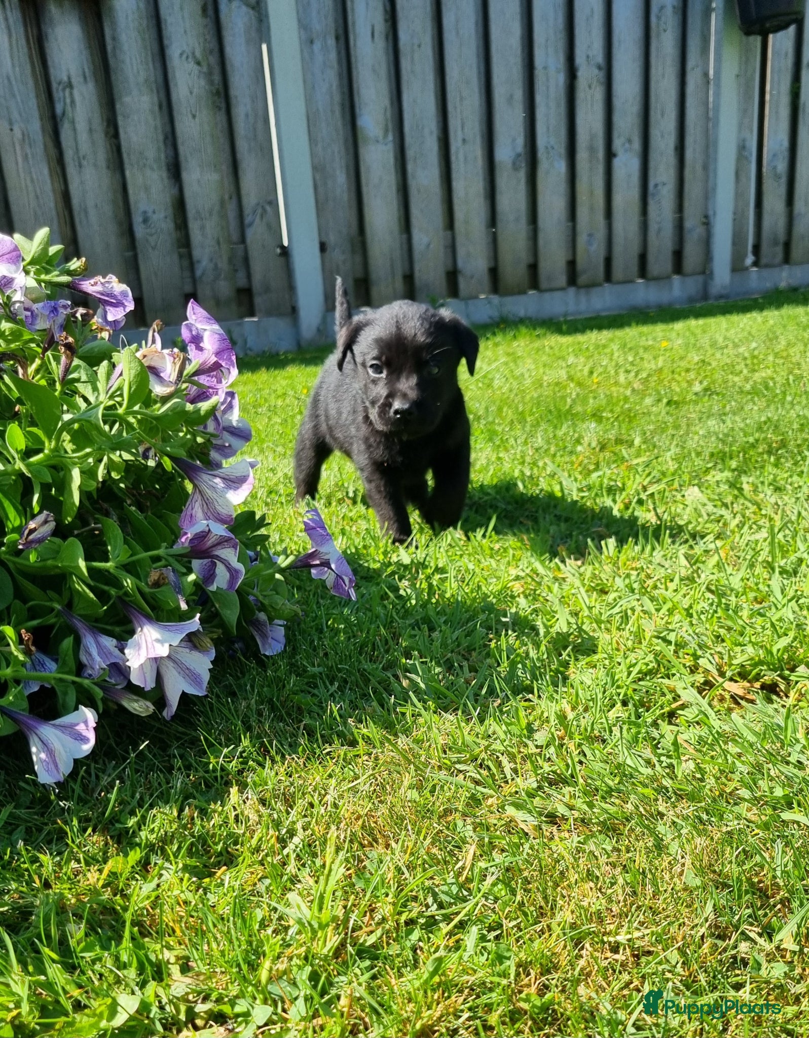 Labrador Retriever honden Labrador Pups - Advertentie 3