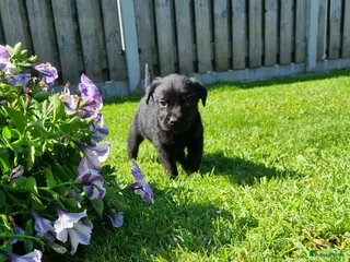 Labrador Retriever honden Labrador Pups - Advertentie 3