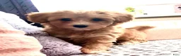 Maltipoo honden te koop: Maltipoo pup  - Advertentie 6
