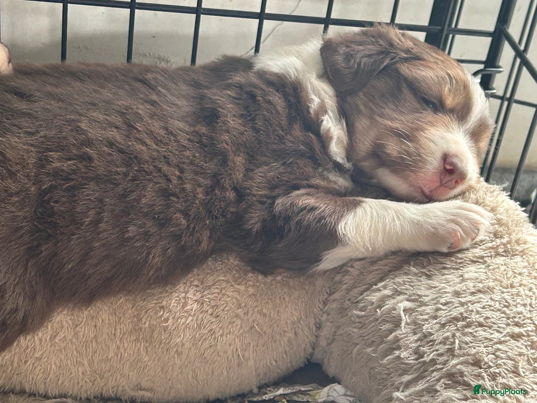 Australian Shepherd honden te koop: Australische herder pupjes  - Advertentie 2