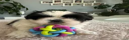 Shih Tzu honden te koop: Shih -Tzu reutje  - Advertentie 4