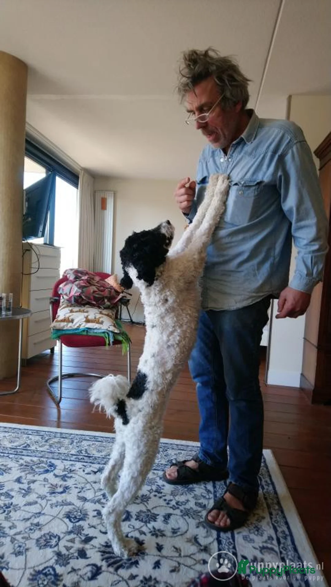 Kruising honden ter dekking: Prachtige Tibetoodle dekreu in Amsterdam - Advertentie 5