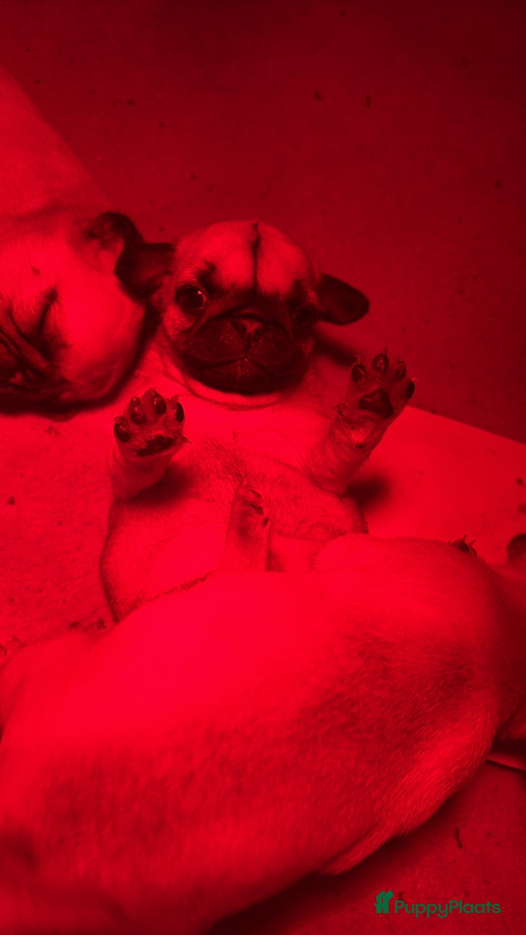 Mopshond honden te koop: Mopshond pups - Advertentie 3