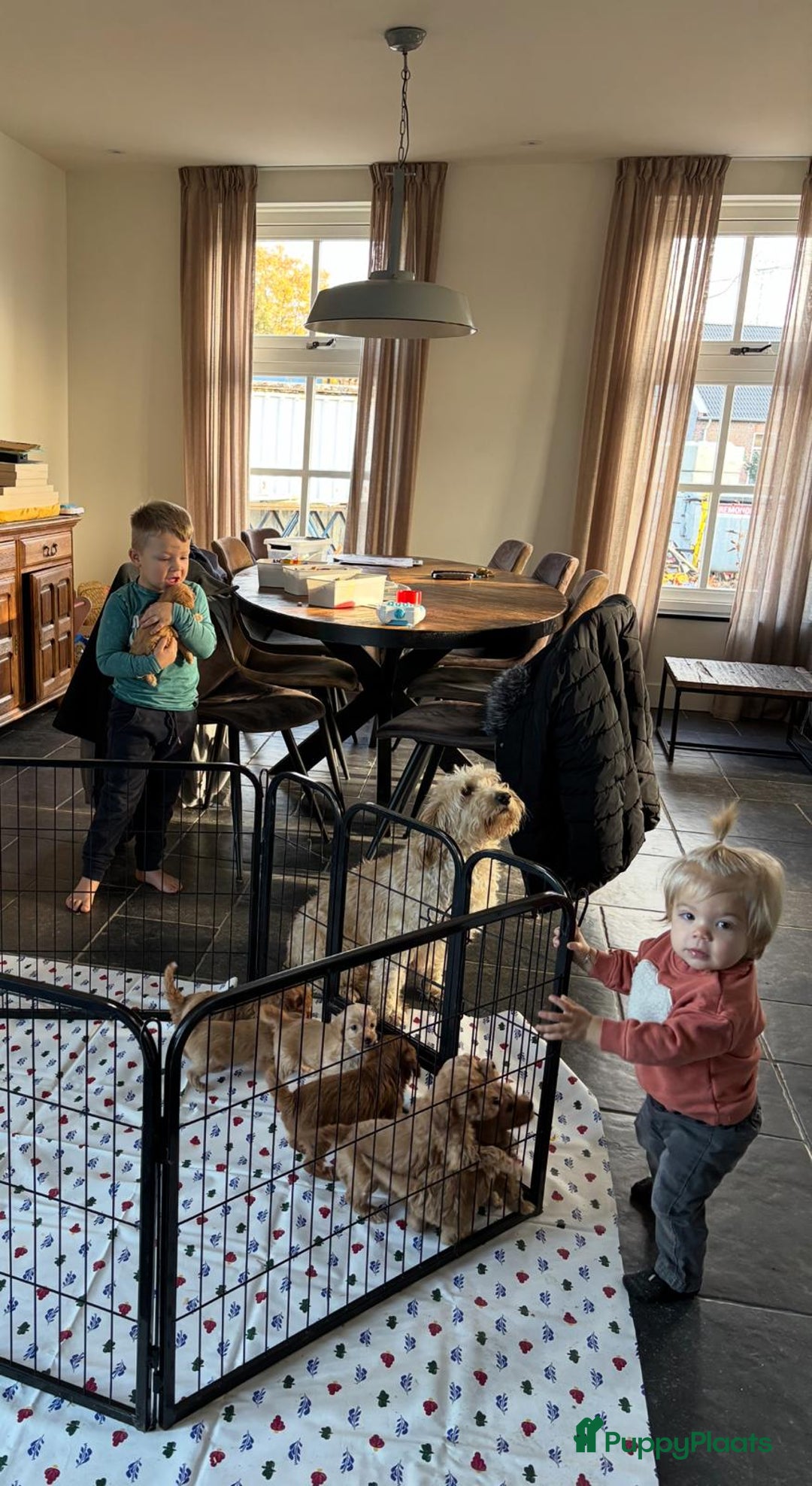 Kruising honden te koop: Mini Labradoodle F3 - Advertentie 1