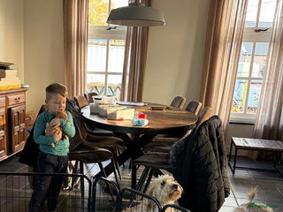 Kruising honden Mini Labradoodle F3 - Advertentie 1