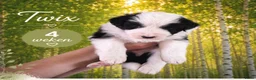 Australian Shepherd honden te koop: Australian Shepherd reutje met stamboom - Advertentie 3
