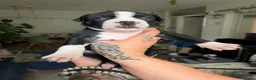 American Staffordshire Terriër honden te koop: 🐶🐾Amerikaanse Staffordshire Terrier🐾🐶 - Advertentie 8
