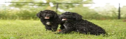 Barbet honden te koop: Barbet pups - Advertentie 4