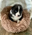 Australian Shepherd Puppy 2