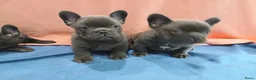Franse Bulldog honden te koop: Franse Bulldog Pups met langer neusje Blauw&lilac - Advertentie 3