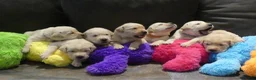 Goldador honden te koop: Prachtige Goldador pups - Advertentie 9