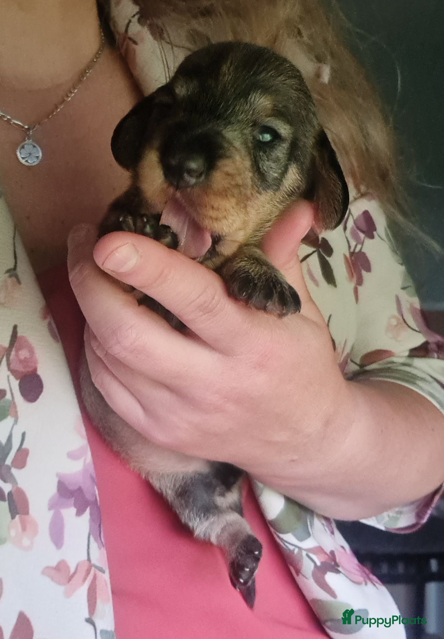 Ruwhaar Teckel honden Standaard ruwhaar teckel pups - Advertentie 1