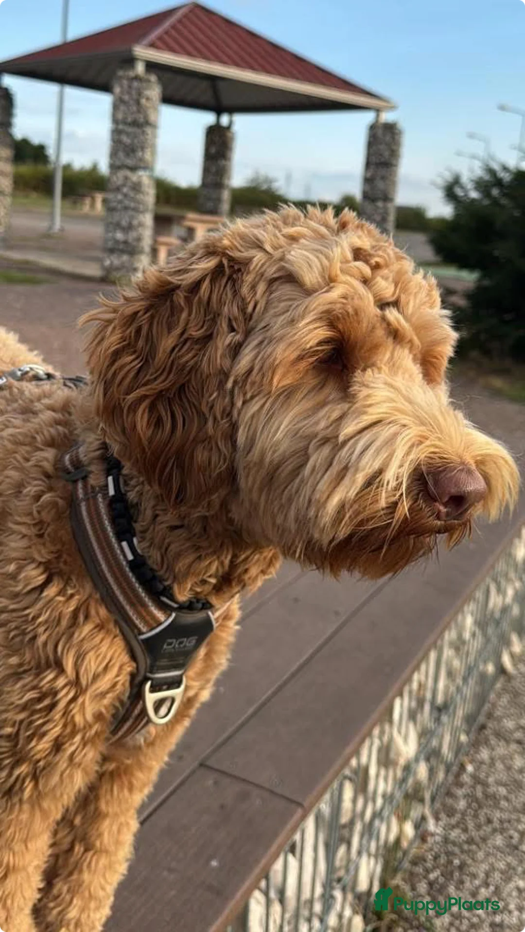 Kruising honden te koop: (Kleine) medium Labradoodles - Advertentie 4