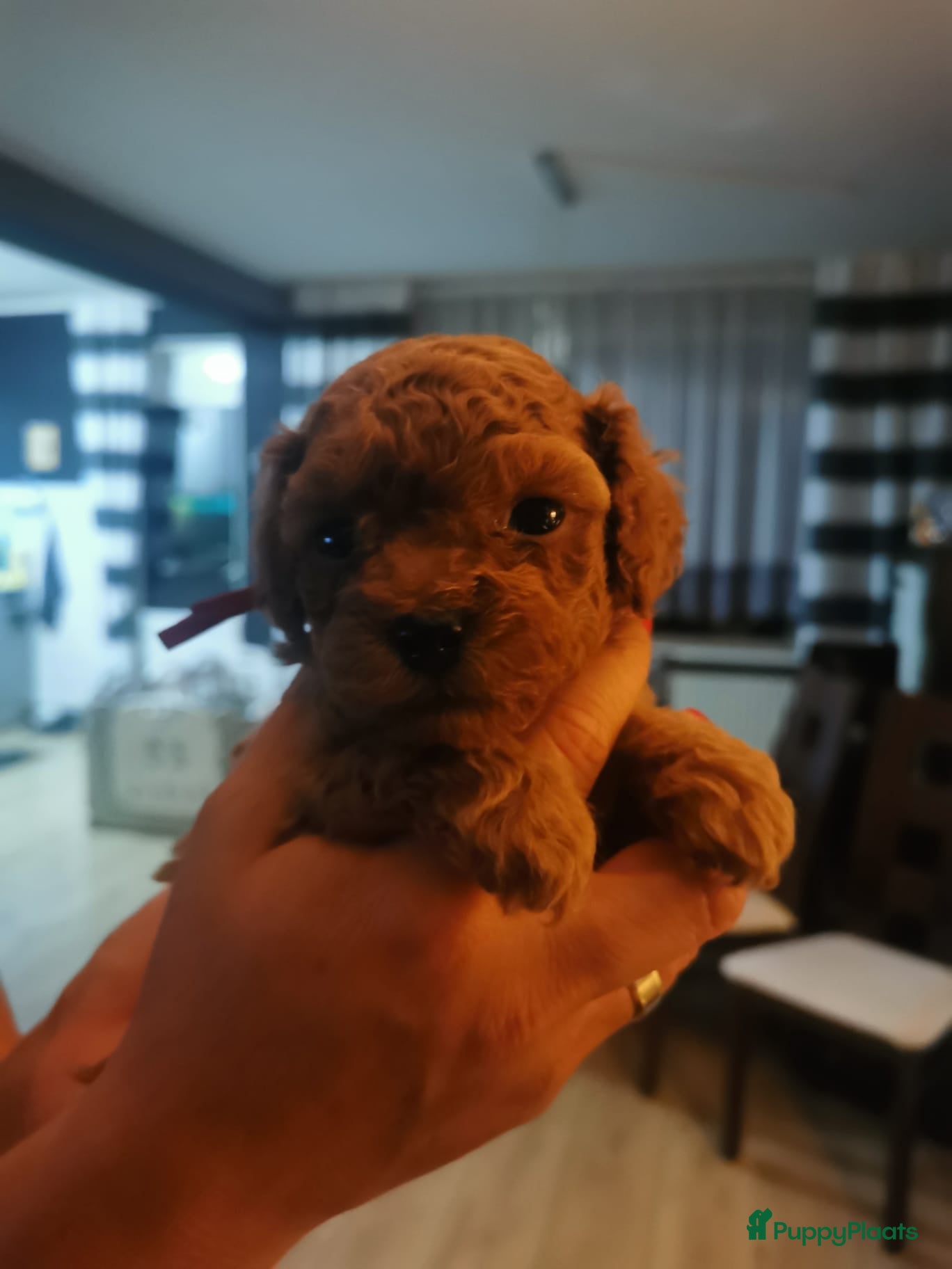 Poedel Toy honden Poedel toy pups 🐩 1 teef   beschikbaar !!! - Advertentie 5