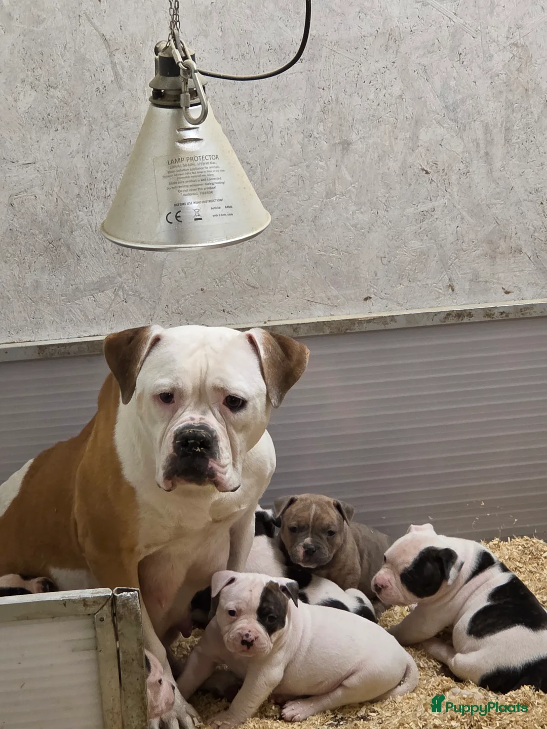 Amerikaanse Bulldog honden te koop: Prachtige Amerikaanse bulldog pups met stamboom - Advertentie 2