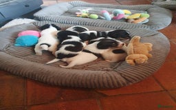 Jack Russel Terriër honden te koop: Lieve ruwharige JACK RUSSELTJES Laagbenig, dď - Afbeelding 9