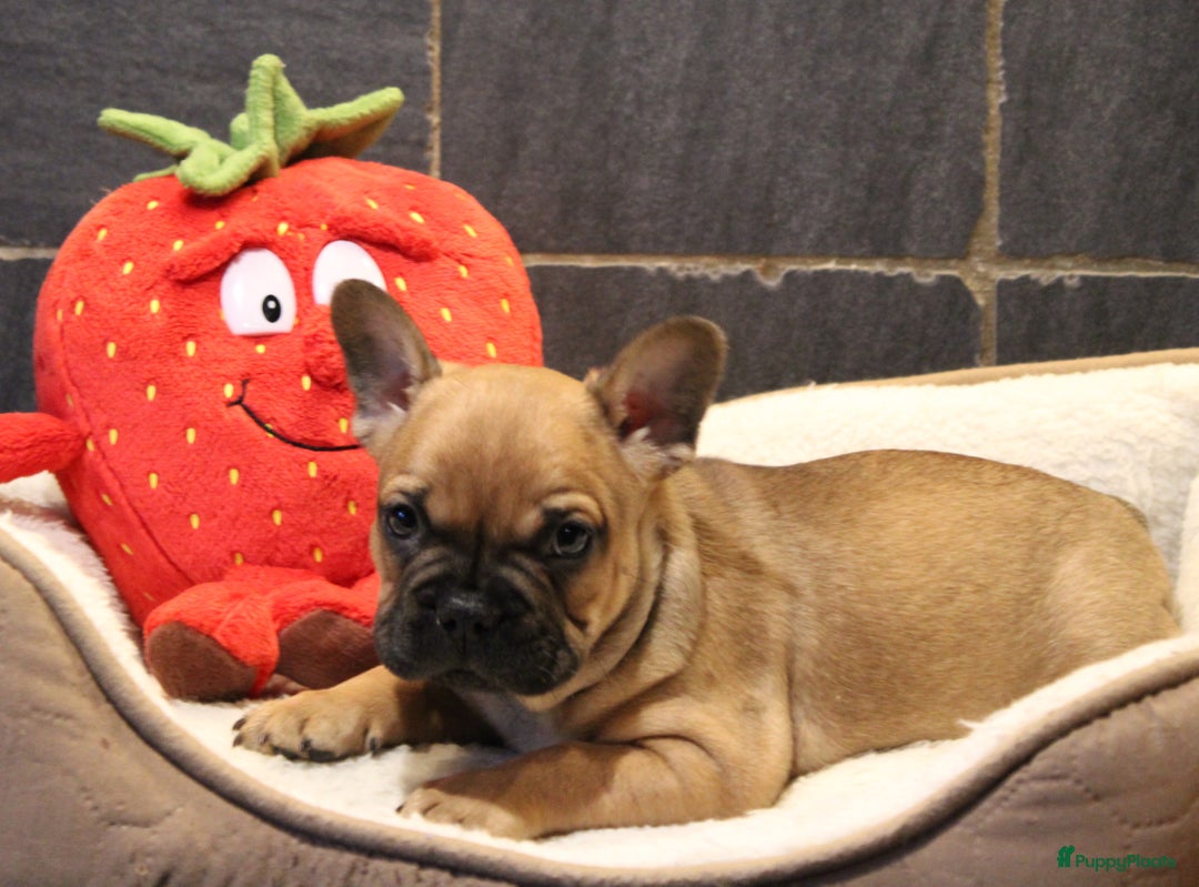 Franse Bulldog honden te koop: Franse Bulldog pups - Advertentie 8