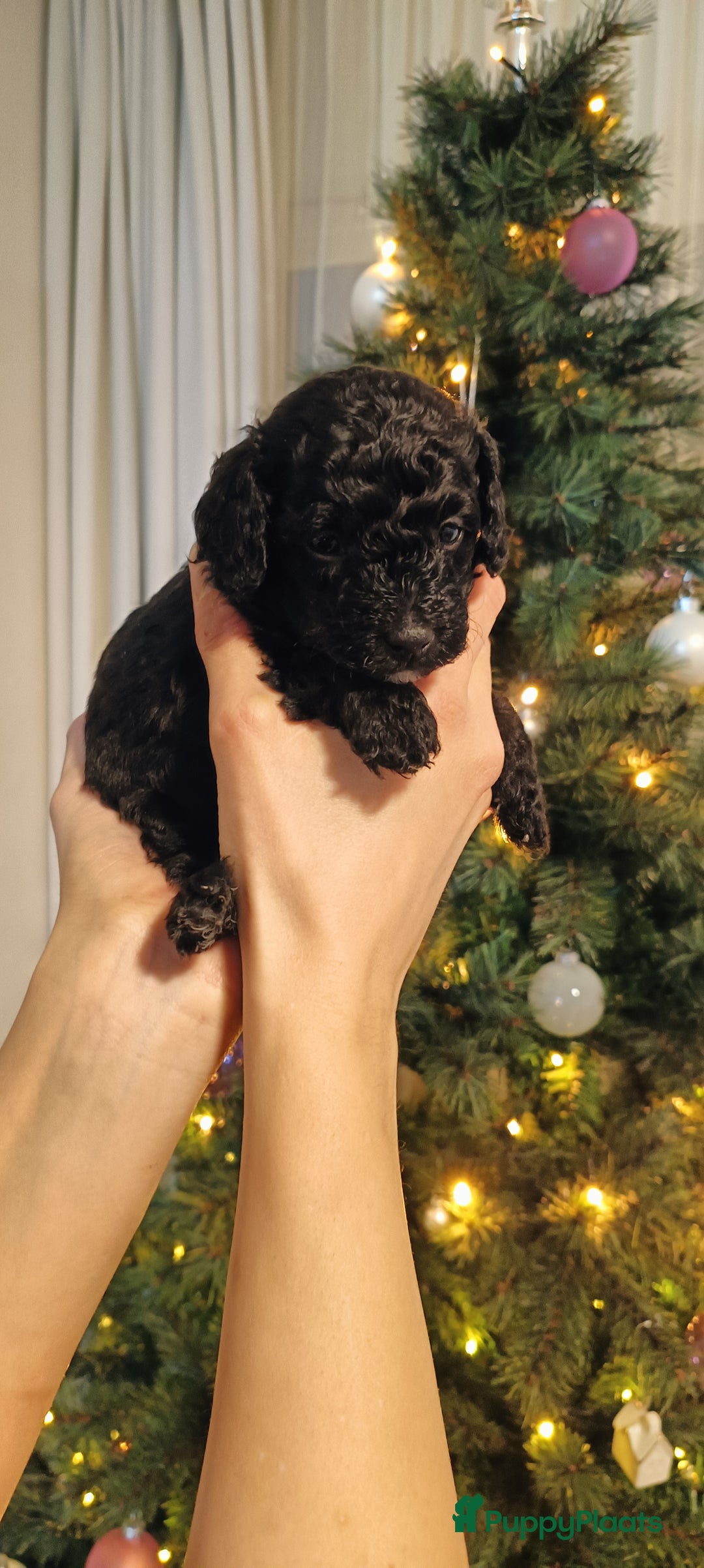 Poedel Toy honden te koop: Toy Poodle puppies - Advertentie 7
