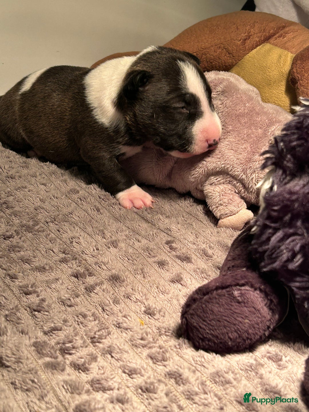 Bull Terriër honden te koop: Mini bull terriër met stamboom raad van beheer  - Advertentie 6