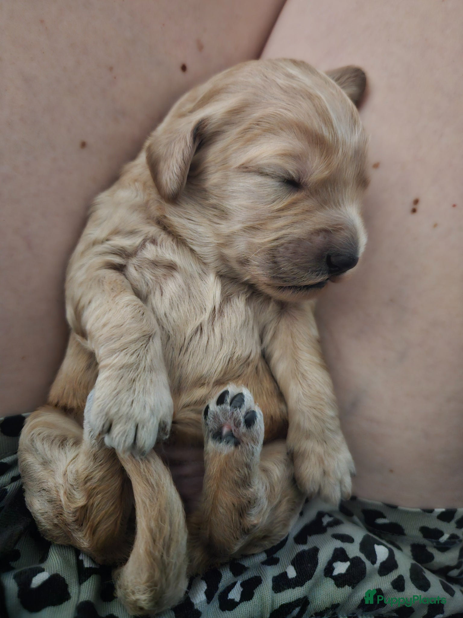 Kruising honden te koop: Prachtige mini doodle pups - Advertentie 2
