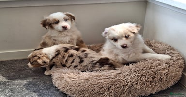 Australian Shepherd honden - Advertentie 15