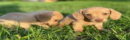 Kruising honden te koop: Kortharige teckels met vleugje chihuahua  - Advertentie 22