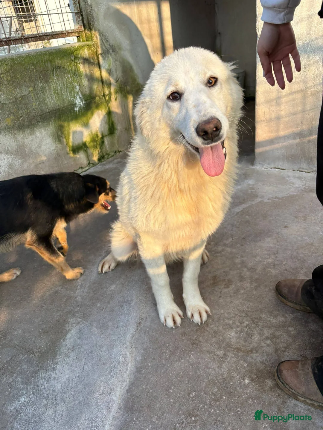 Berghond van de Maremmen en Abruzzen honden te koop: Dante italiaanse lieverd zoekt baasje - Advertentie 4