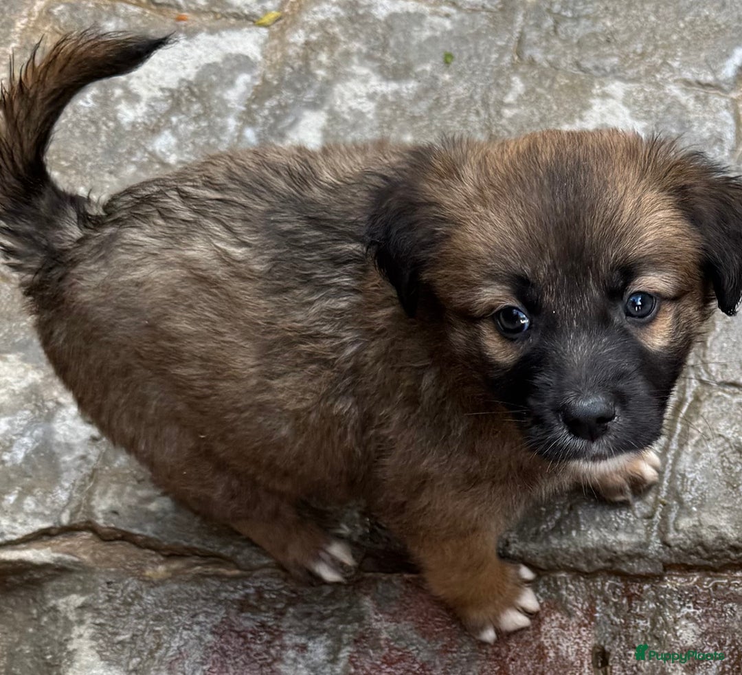 Kruising honden ter adoptie: jongen Eliot  zoekt een gouden mandje  - Advertentie 4