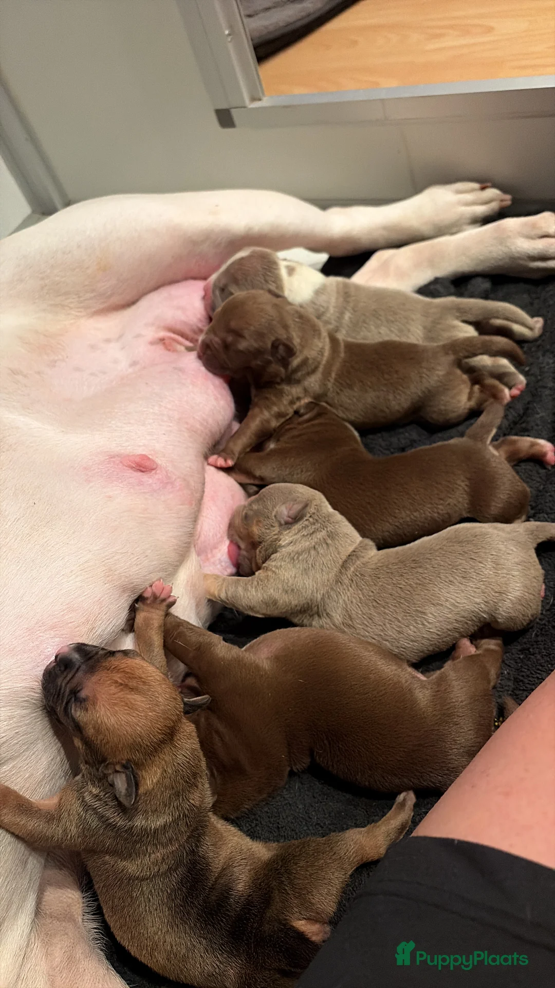 Amerikaanse Bully honden te koop: American Bully XL puppy’s  in Breda - Advertentie 2