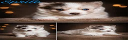 Pomsky honden te koop: Unieke Pomsky Pups - Advertentie 3