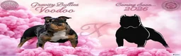 Amerikaanse Bully honden te koop: American Bully pocket pups verwacht rond de zomer  - Advertentie 1