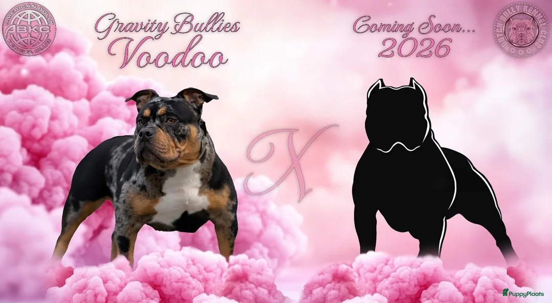 Amerikaanse Bully honden te koop: American Bully pocket pups verwacht rond de zomer  - Advertentie 1
