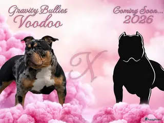 Amerikaanse Bully honden American Bully pocket pups verwacht rond de zomer - Advertentie 1