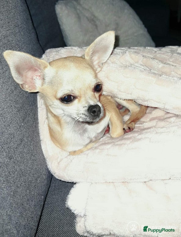Chihuahua honden Dekreu aangeboden - Chihuahua - 1.3 kilo - 1 jaar in Voorthuizen - Advertentie 2