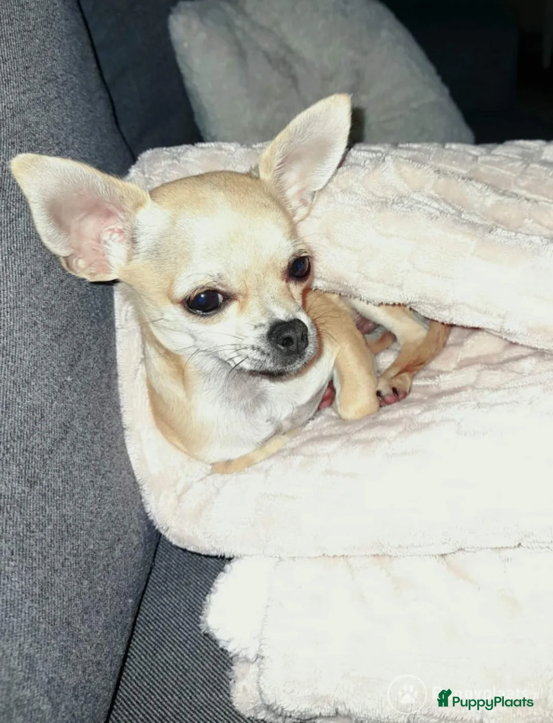 Chihuahua honden ter dekking: Dekreu aangeboden - Chihuahua - 1.3 kilo - 1 jaar in Voorthuizen - Advertentie 2