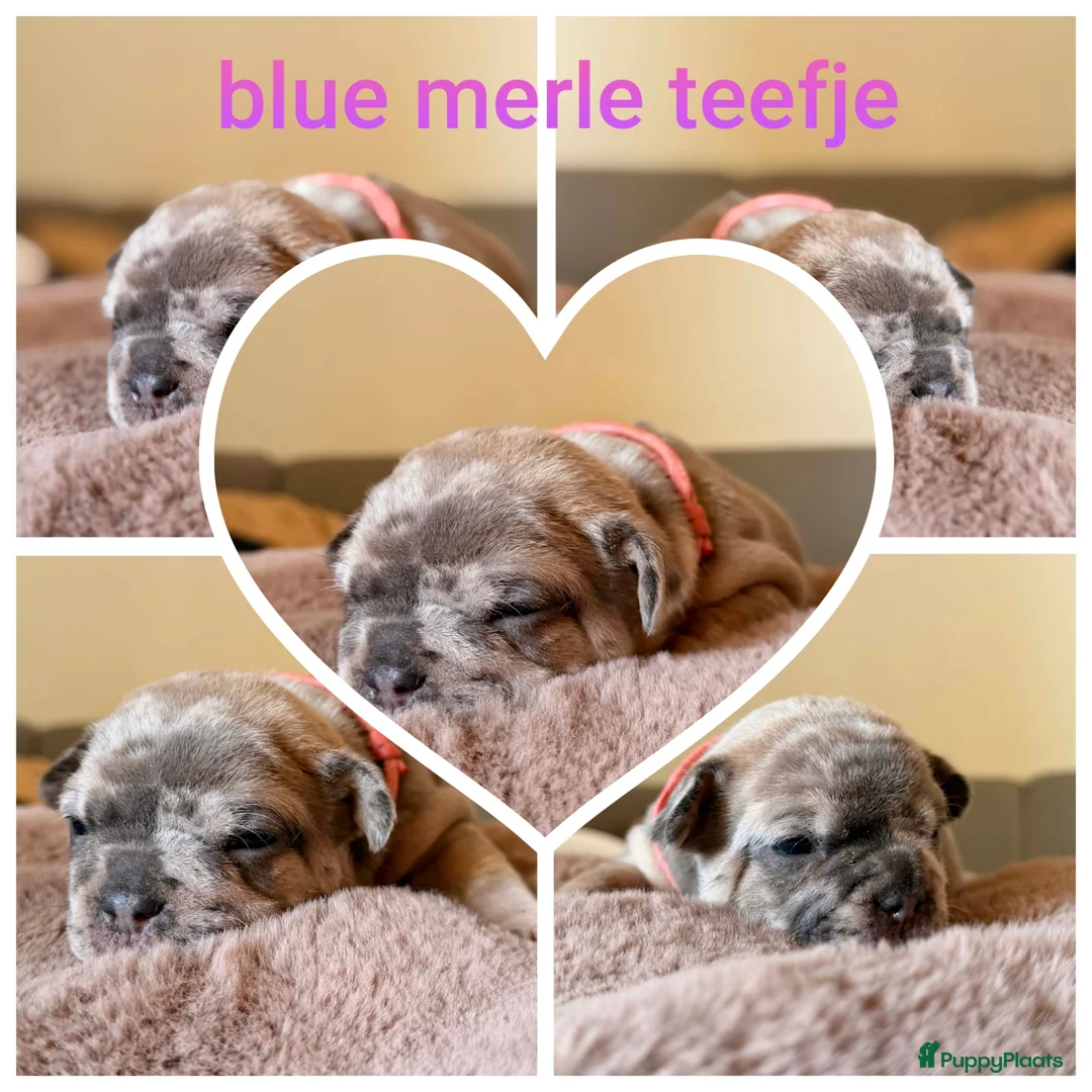 Franse Bulldog honden te koop: Franse bulldog pups in Baarle-Nassau - Advertentie 5