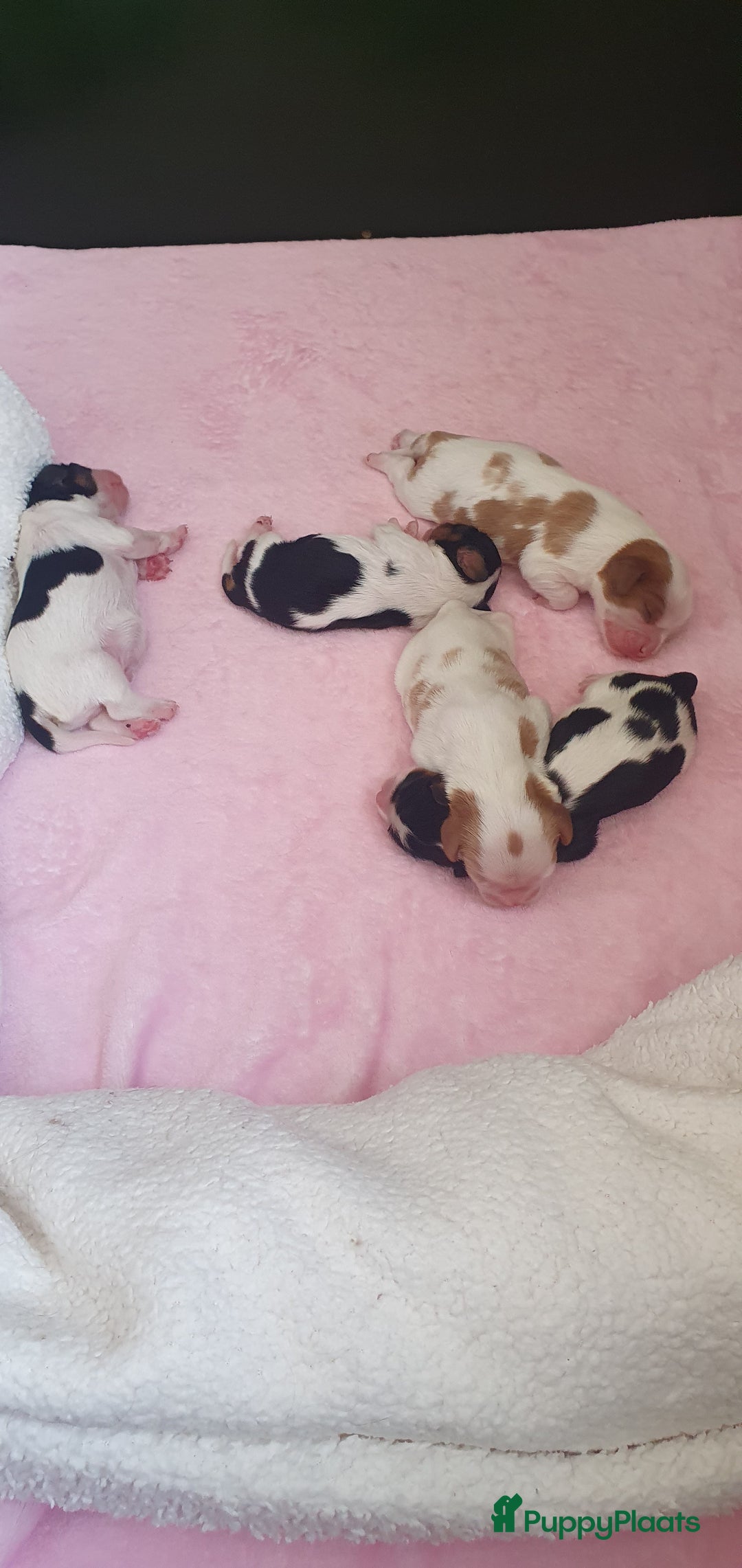 Cavalier King Charles Spaniel honden te koop: Viervoeters  of karel edouards - Afbeelding 1