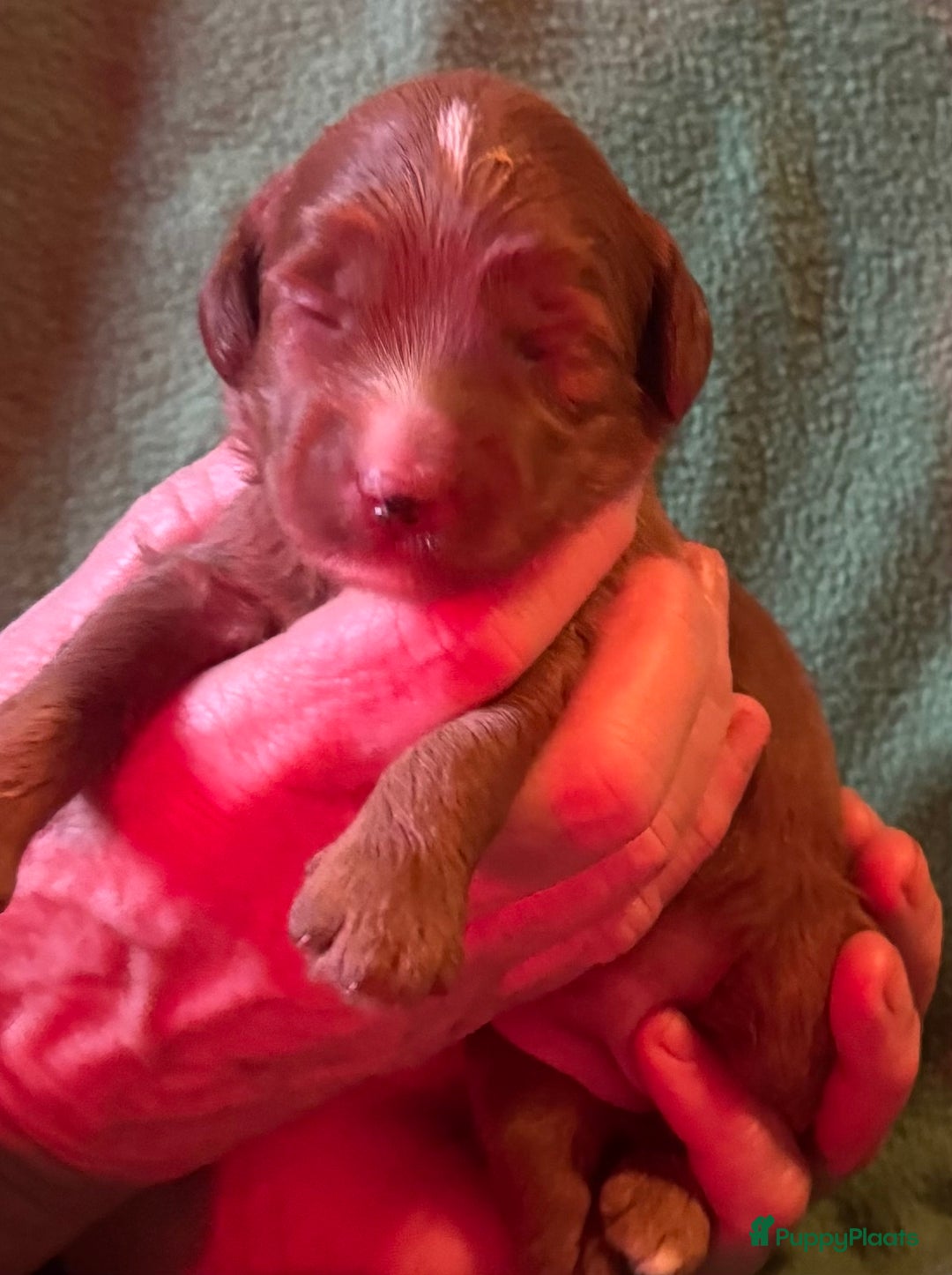 Australian Labradoodle honden te koop: Te koop mini Australian Labradoodles - Advertentie 11