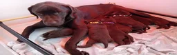 Labrador Retriever honden te koop: Prachtige chocoladebruine Labrador pups - Advertentie 2