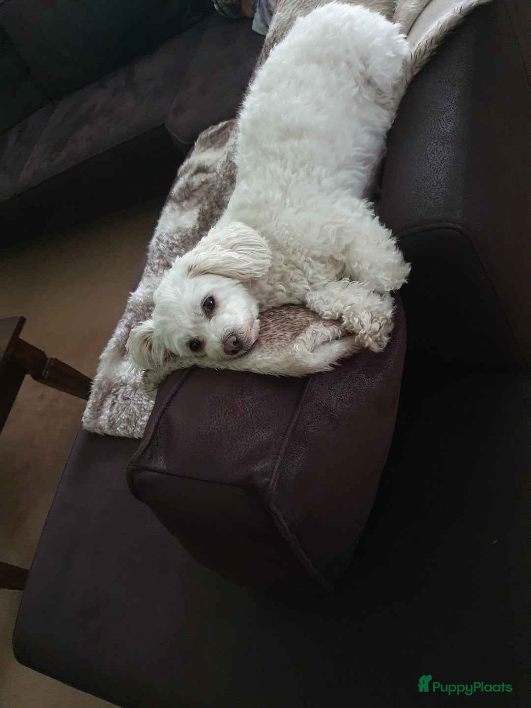 Maltipoo honden te koop: Maltipoo - Advertentie 9